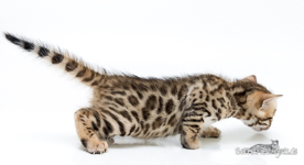 rosetted Bengal Cat